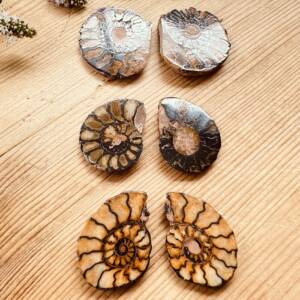ammonite 'pairs' ancient Moroccan fossils Cretaceous Jurassic crystal shop online
