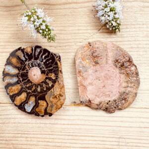 ammonite fossil