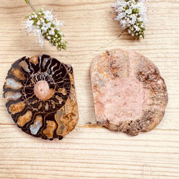 ammonite fossil
