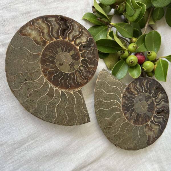 ammonite pair