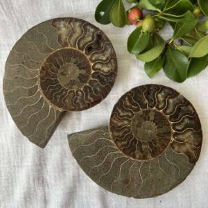 ammonite pair calcite crystal interior sliced and polished