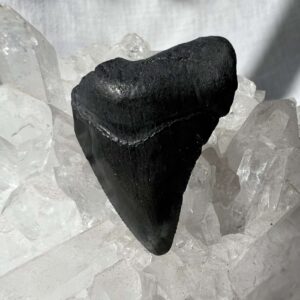 fossilised megalodon tooth