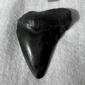 fossilised megalodon tooth extinct natural fossil preserved ancient