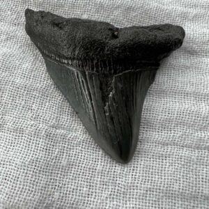 fossilised megalodon tooth ancient sea creature natural fossil