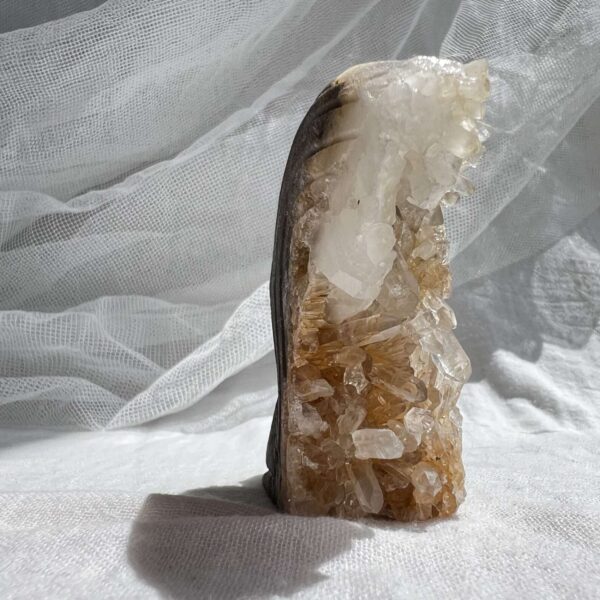 Quartz squirrel - Image 4