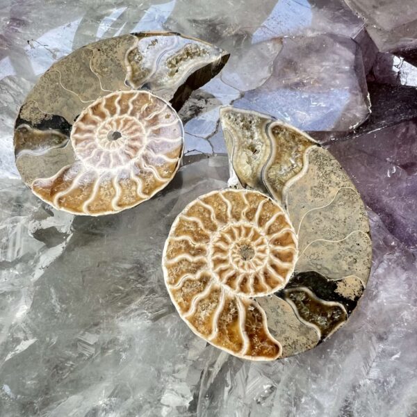 Ammonite pair - Image 2