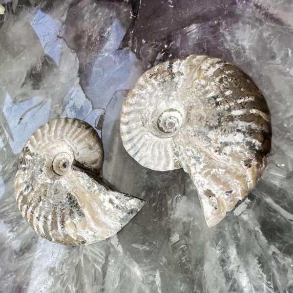 Ammonite pair - Image 3