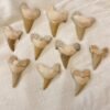 fossil shark tooth mackerel shark fossilised sea fish