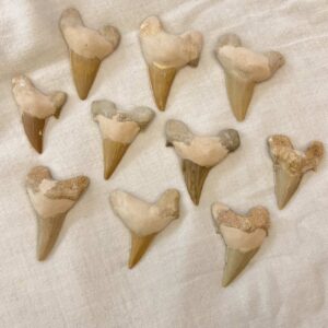 fossil shark tooth mackerel shark fossilised sea fish
