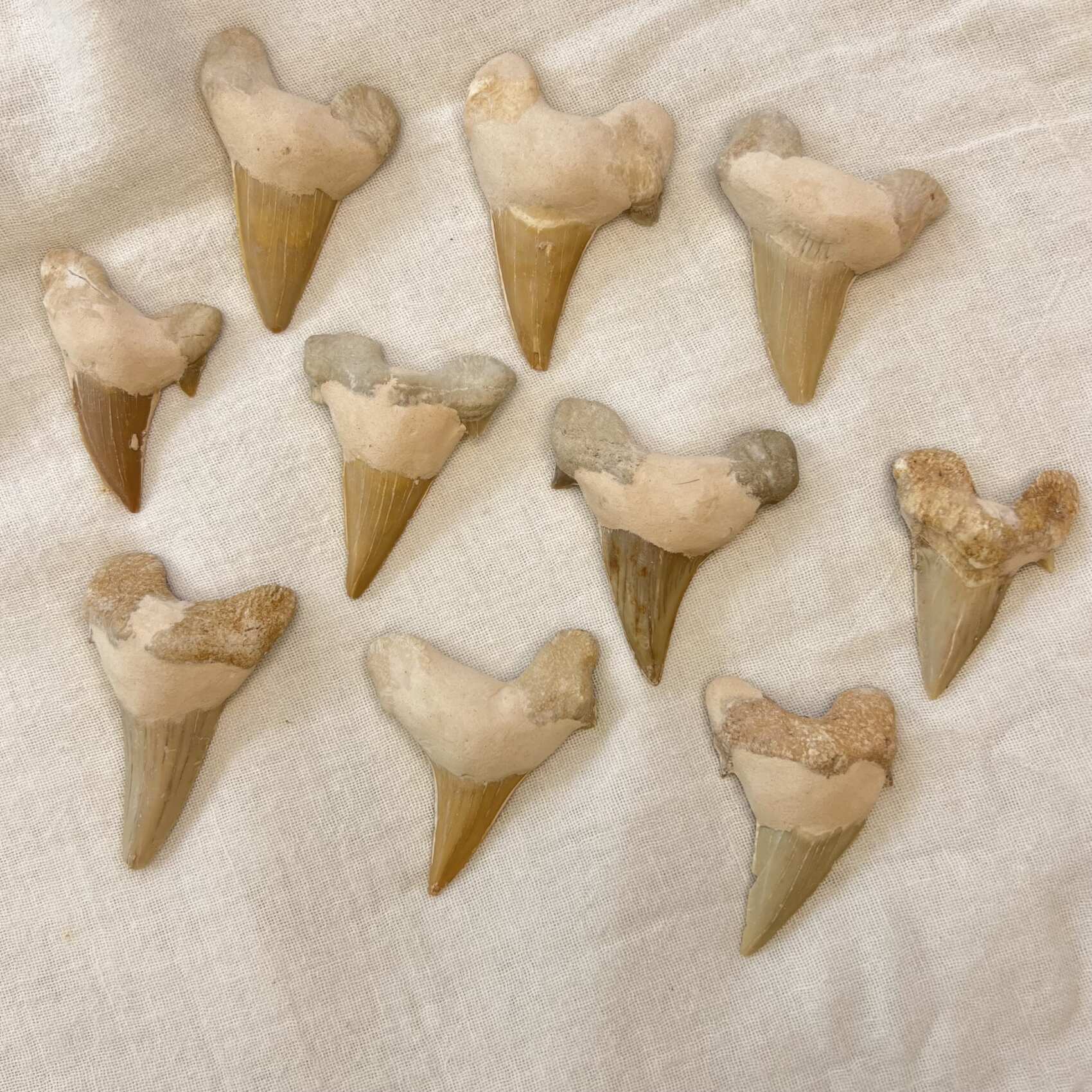 fossil shark tooth mackerel shark fossilised sea fish