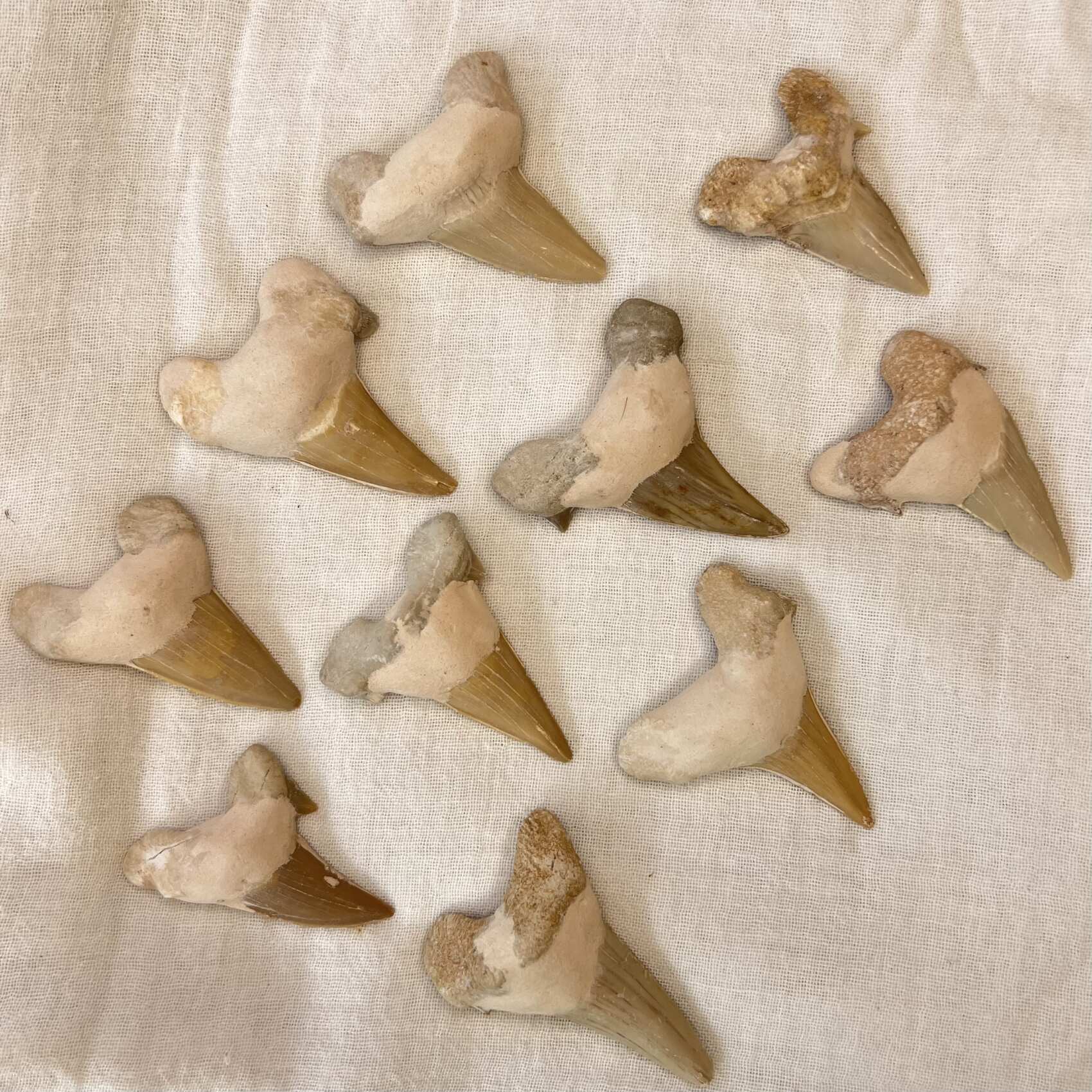 Sharks Teeth - Image 3