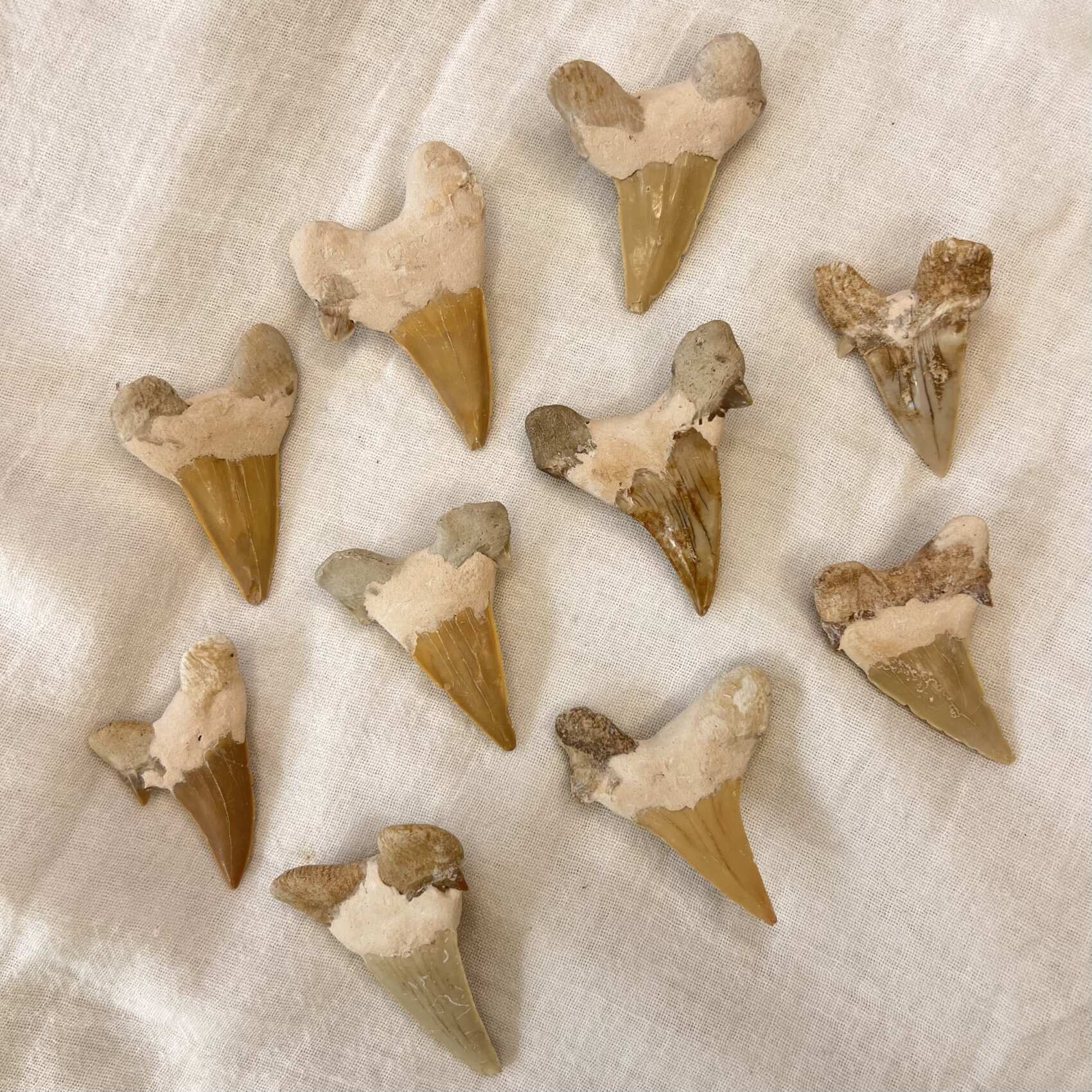 Sharks Teeth - Image 5