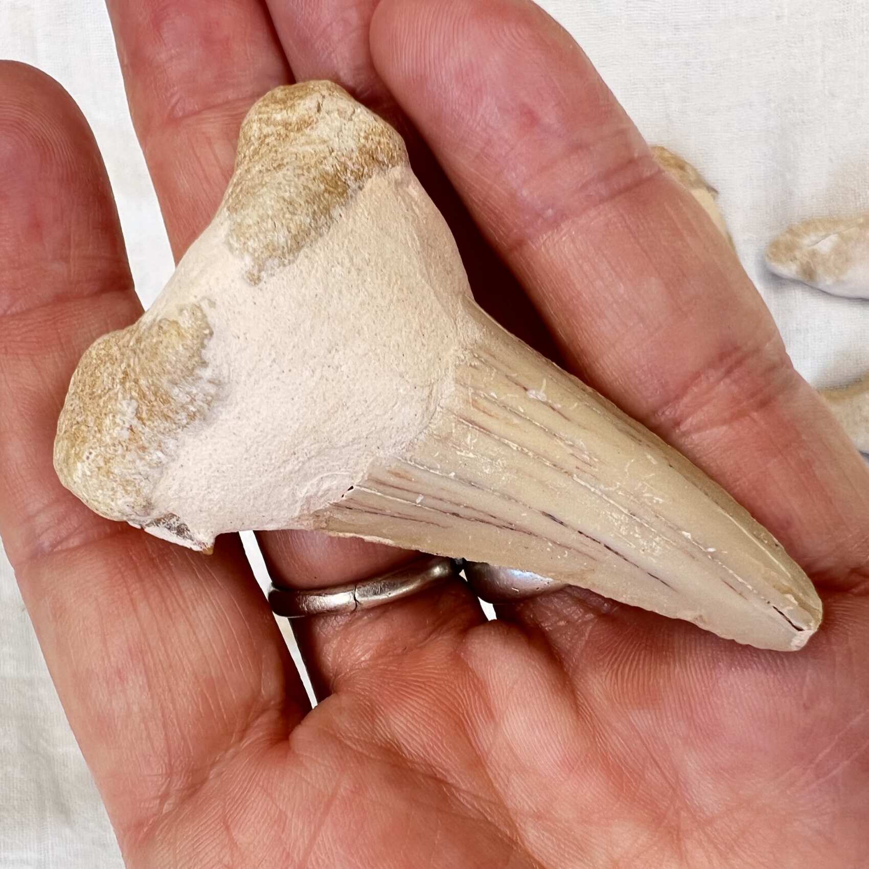Sharks Teeth - Image 4
