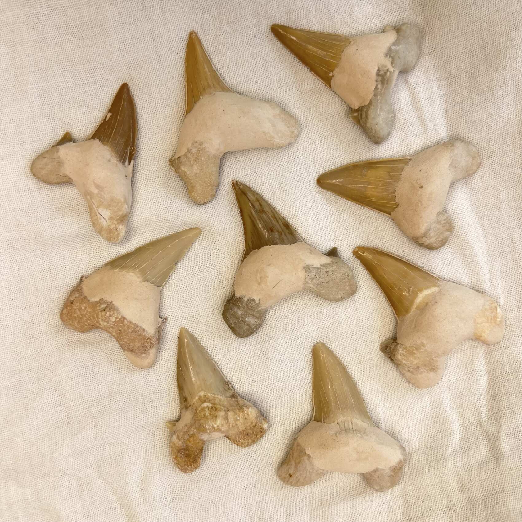 Sharks Teeth - Image 7
