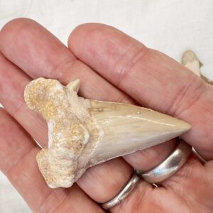 Alternative view of Sharks Teeth