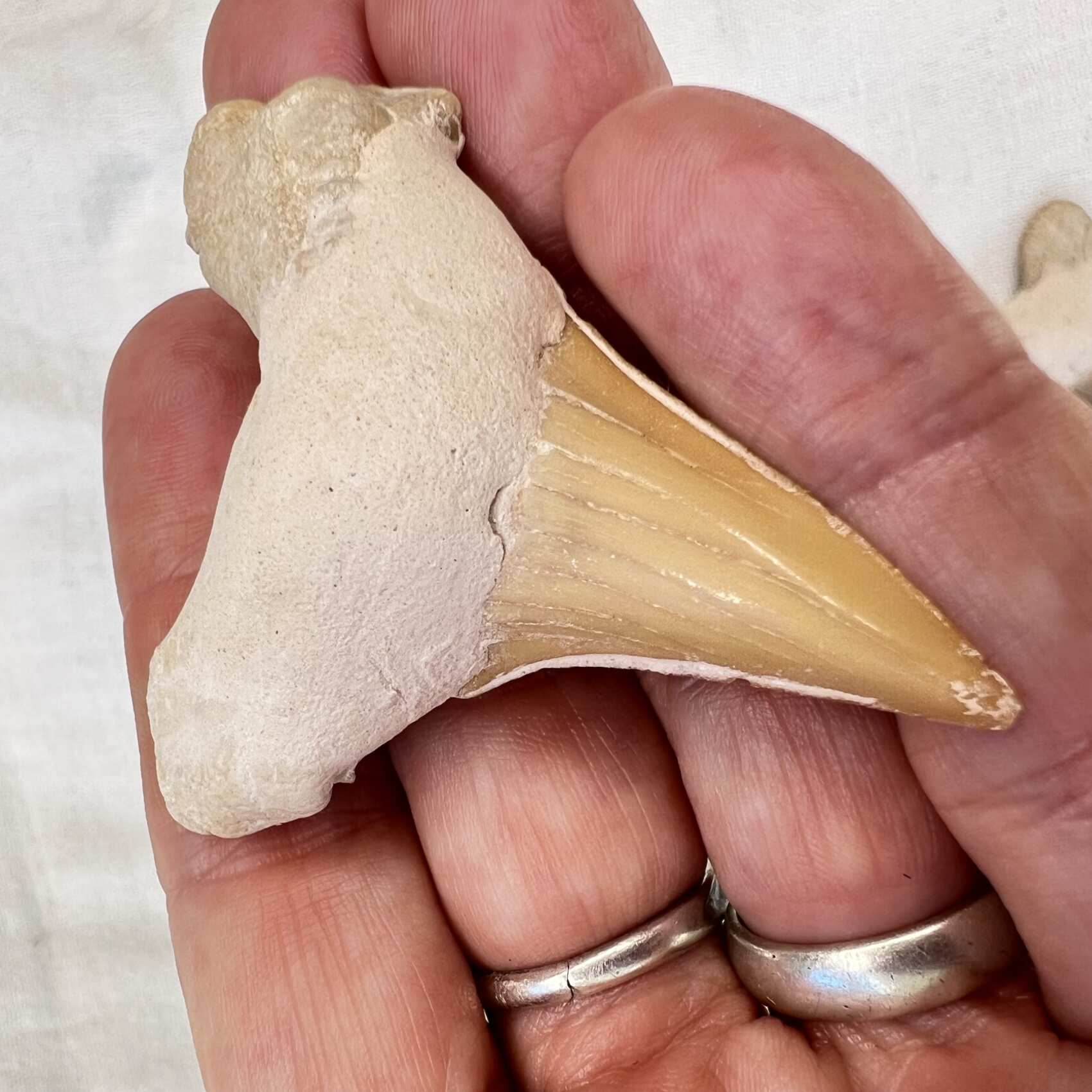 Sharks Teeth - Image 6