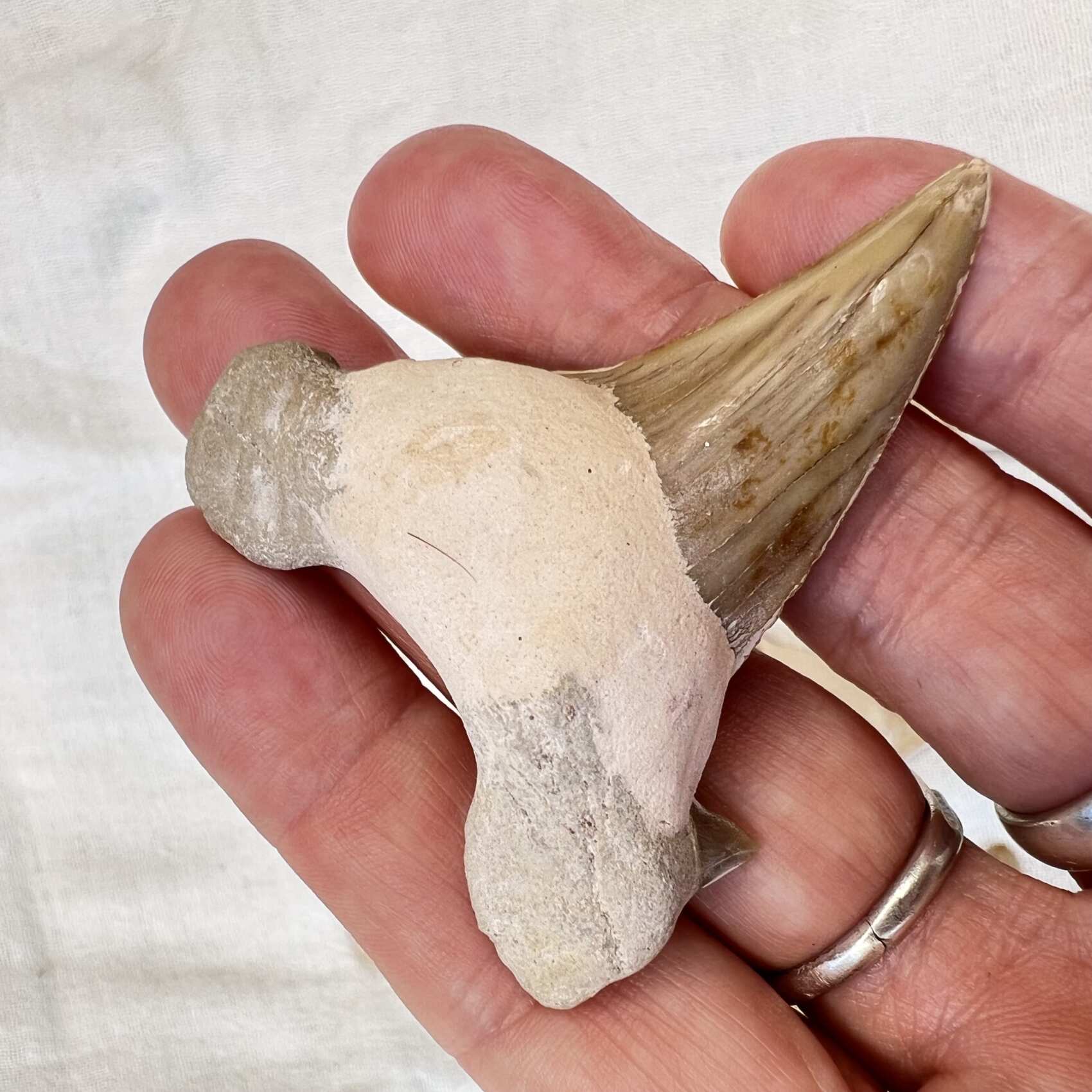 Sharks Teeth - Image 8