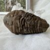 ancient extinct trilobite fossil Permian, Carboniferous (Mississippian/Pennsylvanian), Devonian, Silurian, Ordovician, Cambrian