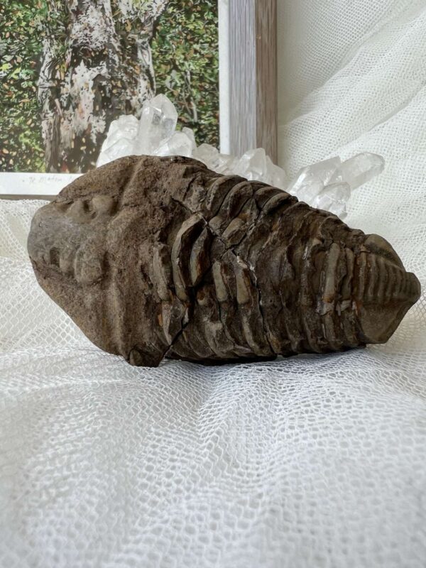 ancient extinct trilobite fossil Permian, Carboniferous (Mississippian/Pennsylvanian), Devonian, Silurian, Ordovician, Cambrian