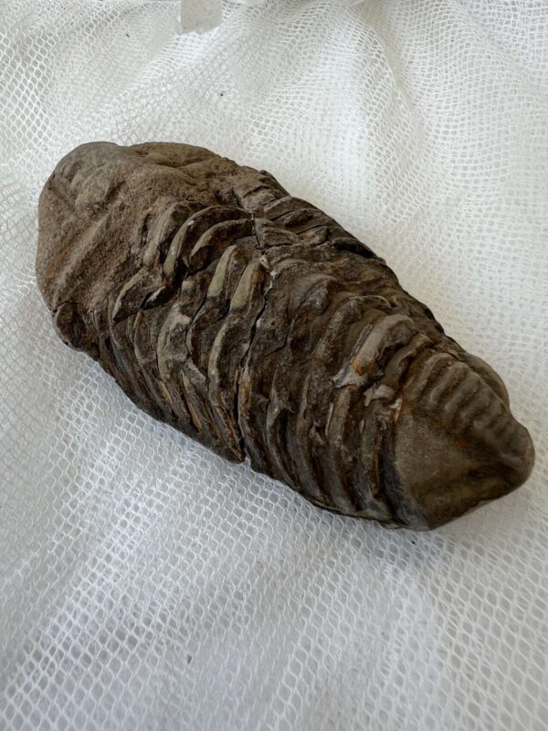 Trilobite - Image 4