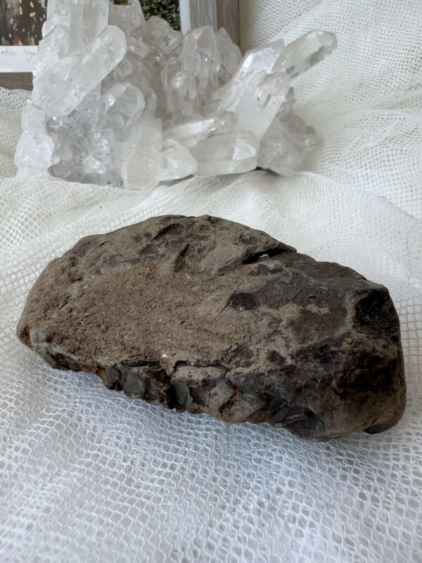 Trilobite - Image 5