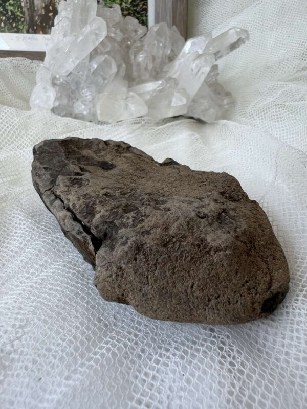 Trilobite - Image 3