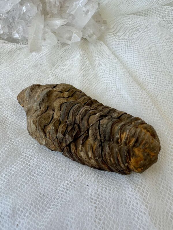 Trilobite - Image 2