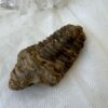 Permian, Carboniferous (Mississippian/Pennsylvanian), Devonian, Silurian, Ordovician, Cambrian trilobite fossil ancient sea marine invertebrate