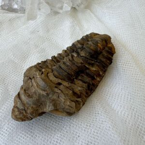 Permian, Carboniferous (Mississippian/Pennsylvanian), Devonian, Silurian, Ordovician, Cambrian trilobite fossil ancient sea marine invertebrate