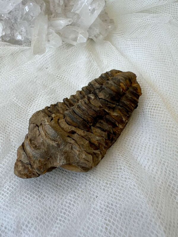 Permian, Carboniferous (Mississippian/Pennsylvanian), Devonian, Silurian, Ordovician, Cambrian trilobite fossil ancient sea marine invertebrate