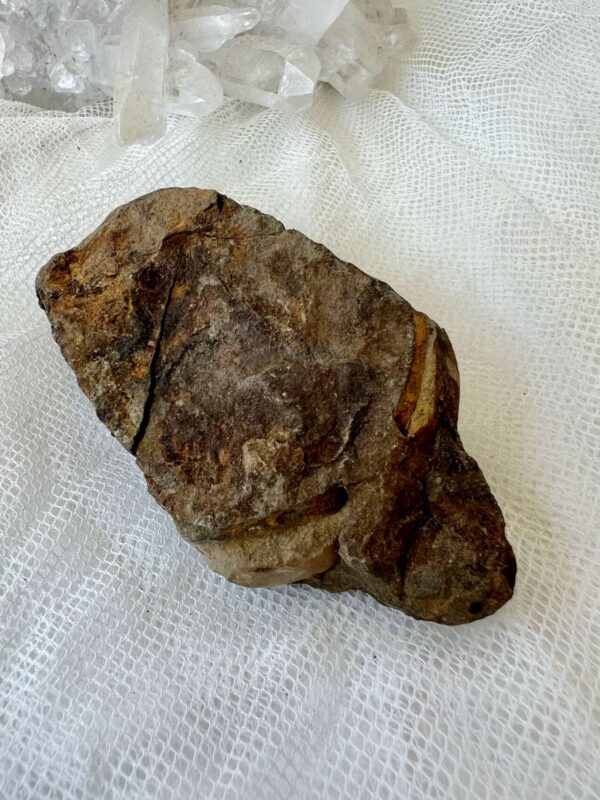 Trilobite - Image 4