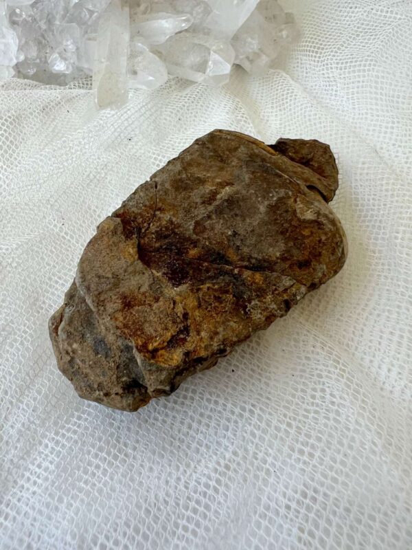 Trilobite - Image 5