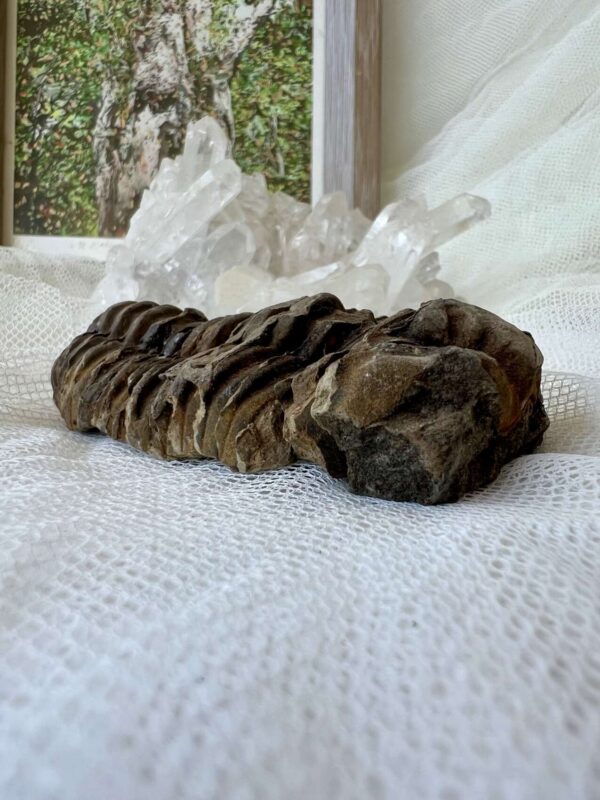 Trilobite - Image 5