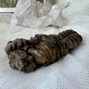 trilobite fossil three lobed invertebrate