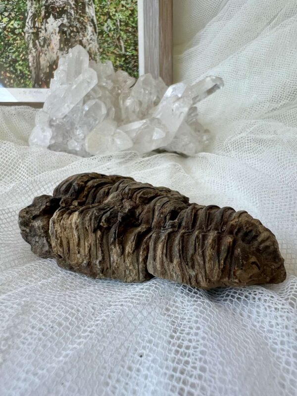 Trilobite - Image 2