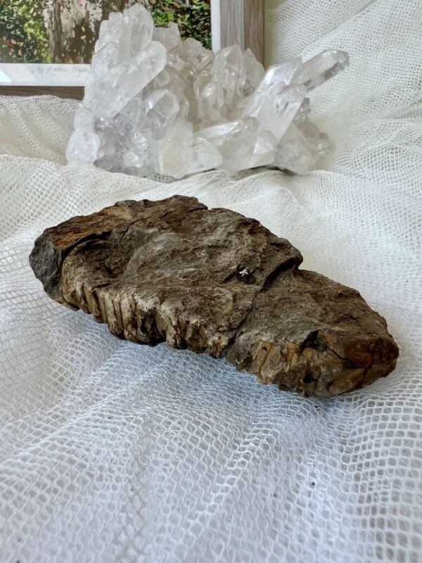 Trilobite - Image 3