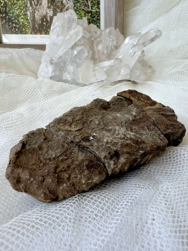Trilobite - Image 4