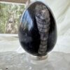 orthoceras fossil in granite cut and polished egg ancient cephalopod extinct sea creature