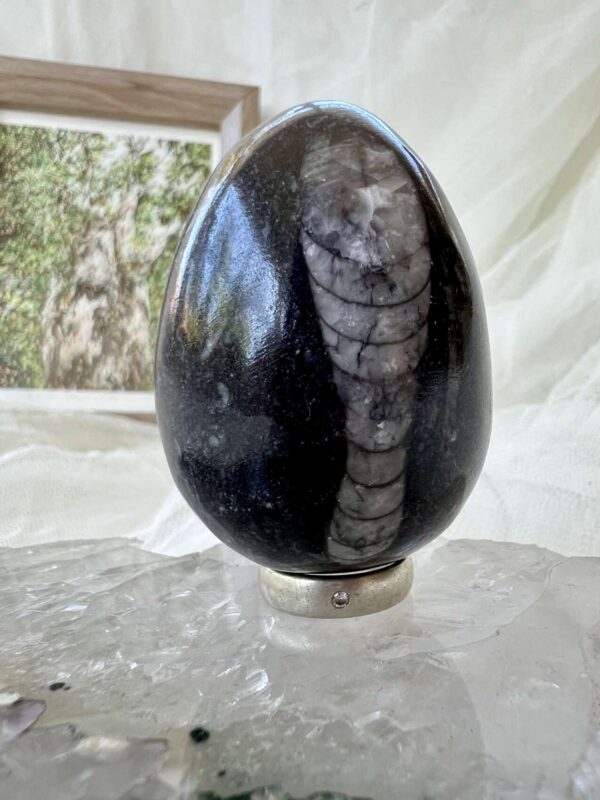orthoceras fossil in granite cut and polished egg ancient cephalopod extinct sea creature