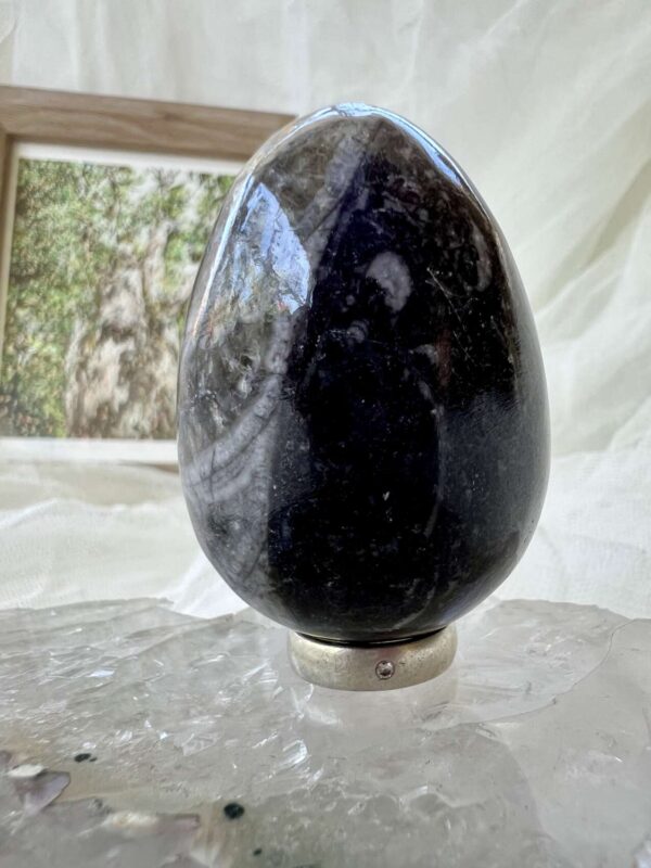 Orthoceras egg - Image 2