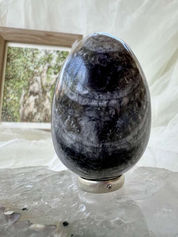 Orthoceras egg - Image 3