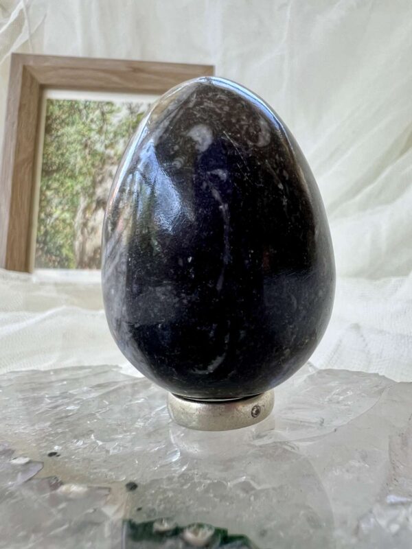 Orthoceras egg - Image 4