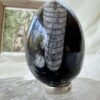 orthoceras fossil in granite cut and polished egg ancient cephalopod extinct sea creature