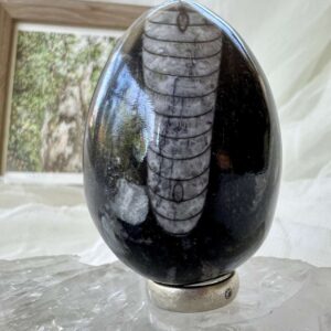 orthoceras fossil in granite cut and polished egg ancient cephalopod extinct sea creature