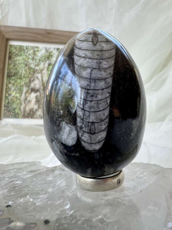 orthoceras fossil in granite cut and polished egg ancient cephalopod extinct sea creature