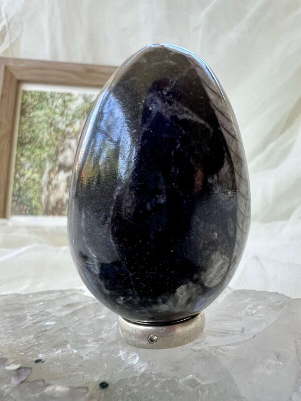 Orthoceras egg - Image 2