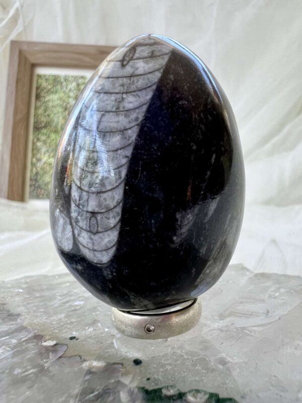 Orthoceras egg - Image 4