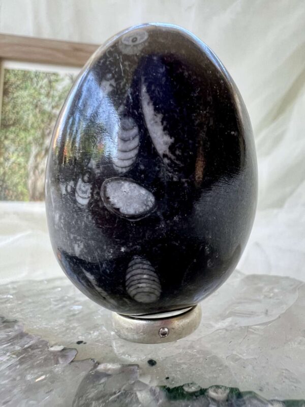 orthoceras fossil in granite cut and polished egg ancient cephalopod extinct sea creature