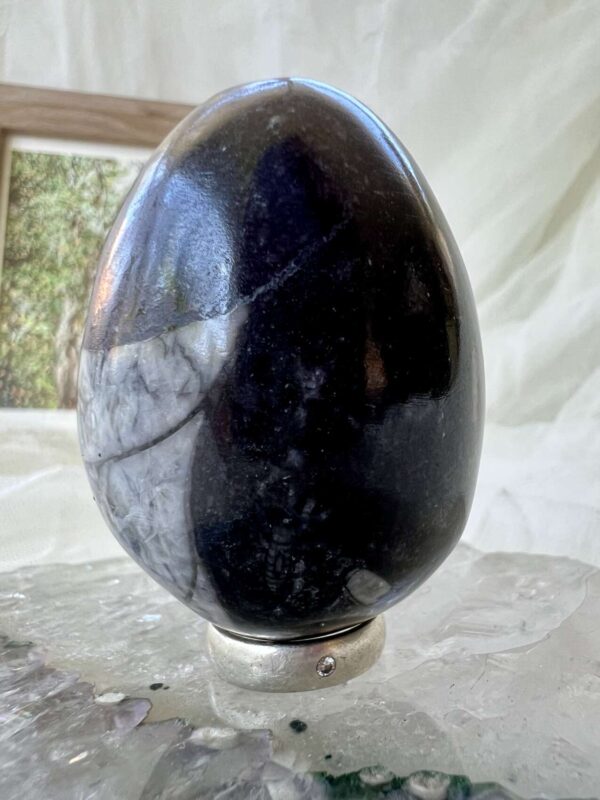 Orthoceras egg - Image 3