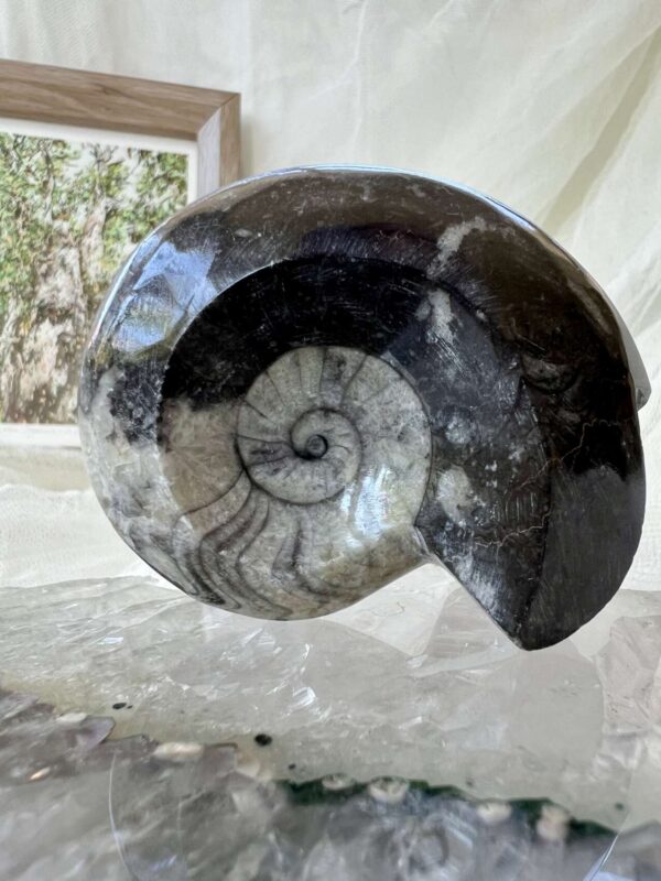 Goniatite - Image 4